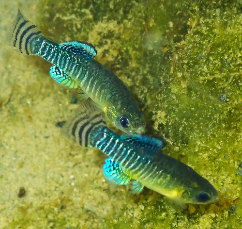 Spanish toothcarp (Aphanius iberus) — Cyprinodontidae — 4