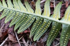 Polypodium calirhiza