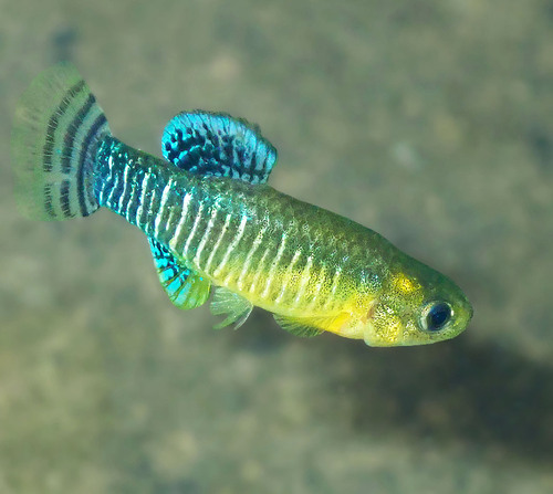 Spanish toothcarp (Aphanius iberus) — Cyprinodontidae