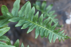 Polypodium calirhiza