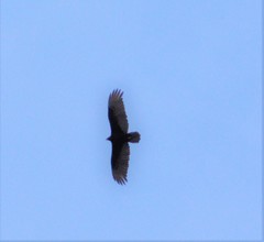 Cathartes aura