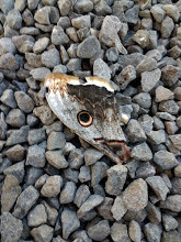 Saturnia pyri
