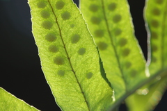 Polypodium calirhiza