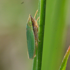 Draeculacephala balli