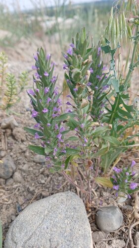 Spear-leaved Ziziphora