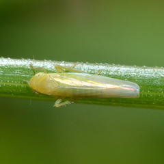 Forcipata
