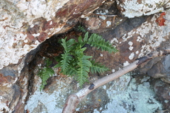 Polypodium calirhiza
