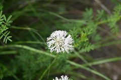 author not stated, no rights reserved Marshallia caespitosa, photograph author not stated, no rights reserved