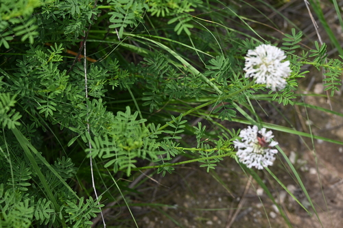 Marshallia caespitosa, photograph 6