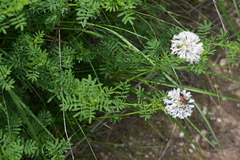 Marshallia caespitosa, photograph author not stated, no rights reserved