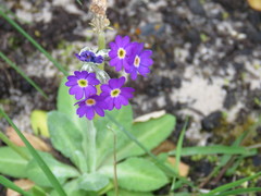 Primula scotica