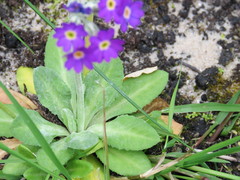 Primula scotica