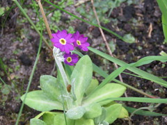 Primula scotica