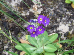 Primula scotica