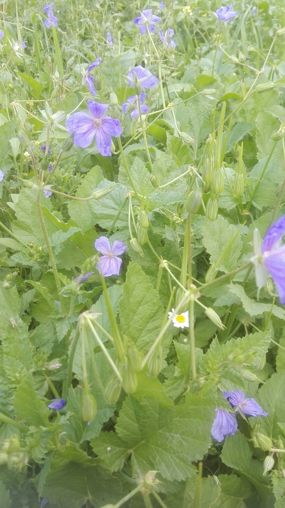 Long-beaked Stork's-bill
