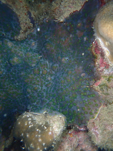 Echinopora pacificus