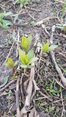 Saponaria officinalis