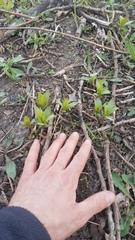 Saponaria officinalis