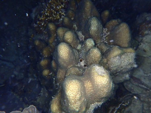 Goniastrea retiformis observed 2026-05-05