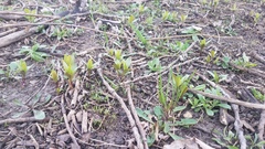 Saponaria officinalis