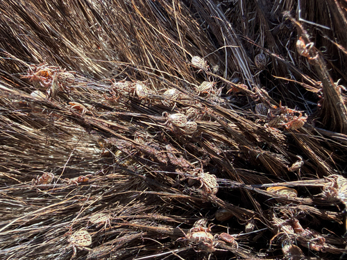 Photo of Winter tick (Dermacentor albipictus)