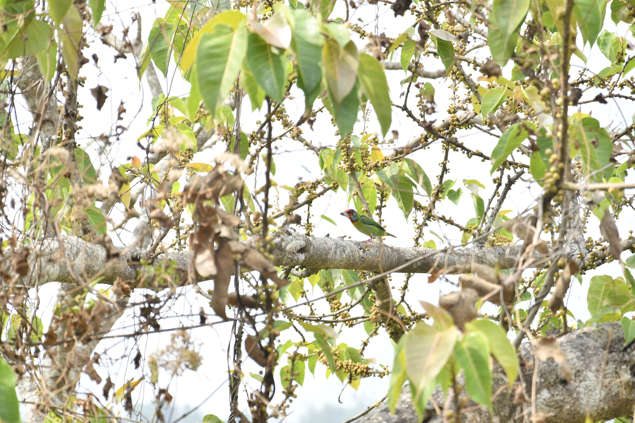 Malabar Barbet (Psilopogon malabaricus), photo 3