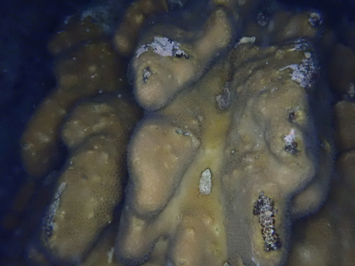 Knob Coral