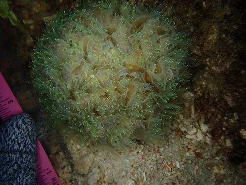 Intermediate Valley Coral