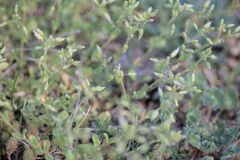 Little Mouse-ear (Cerastium semidecandrum)
