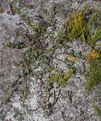 Indigofera glomerata × guthriei