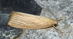 Diatraea evanescens