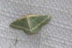 Mixocera latilineata