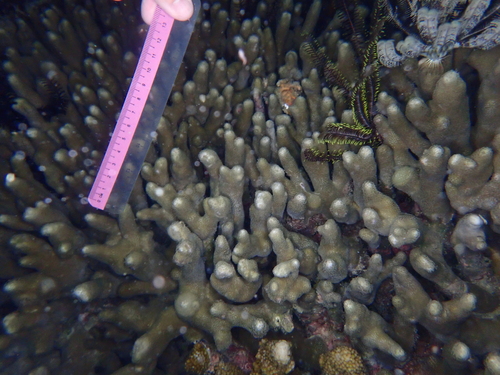 Yellow Finger Coral