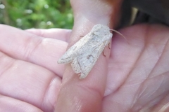 Orthosia gracilis