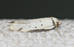 Philobota thiocrossa