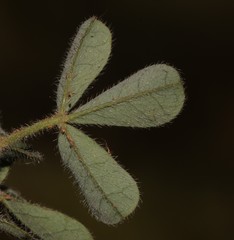 Indigofera alpina