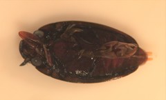 Gyrinus elevatus