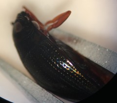 Gyrinus elevatus