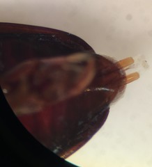 Gyrinus elevatus