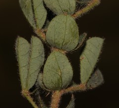 Indigofera alpina