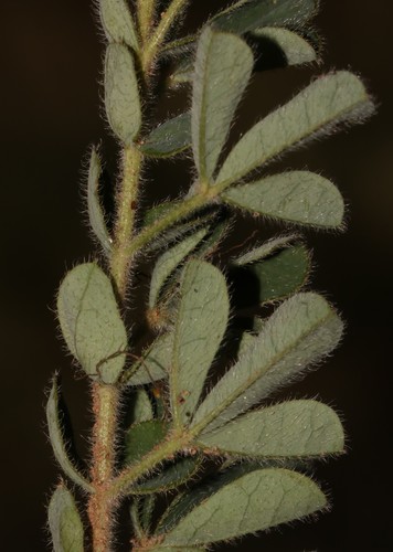 Image of Indigofera alpina by (c) Brian du Preez, some rights reserved (CC BY-SA)
