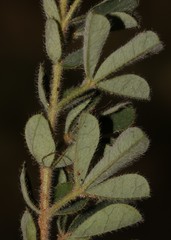 Indigofera alpina