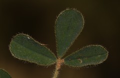 Indigofera alpina