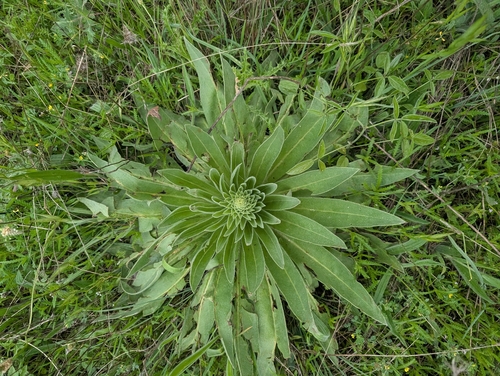 Echium boissieri, photograph 4