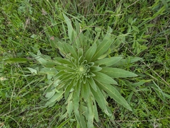 Echium boissieri, photograph author not stated, no rights reserved