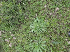 Echium boissieri, photograph author not stated, no rights reserved