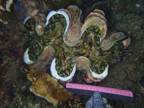 Fluted Giant Clam