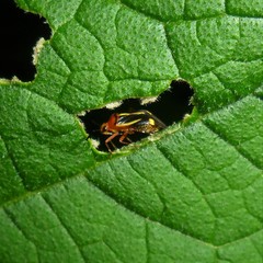 Horciasinus signoreti