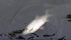 Leuciscus idus