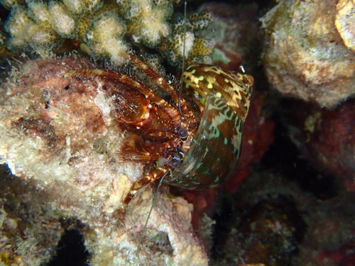Pagurus hirtimanus observed 2026-05-05